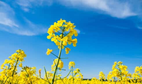 Weite Ansicht eines bl&uuml;henden gelben Rapsfelds, dem dominierenden europ&auml;ischen Rohstoff zur Herstellung von B100-Biodiesel (RME)