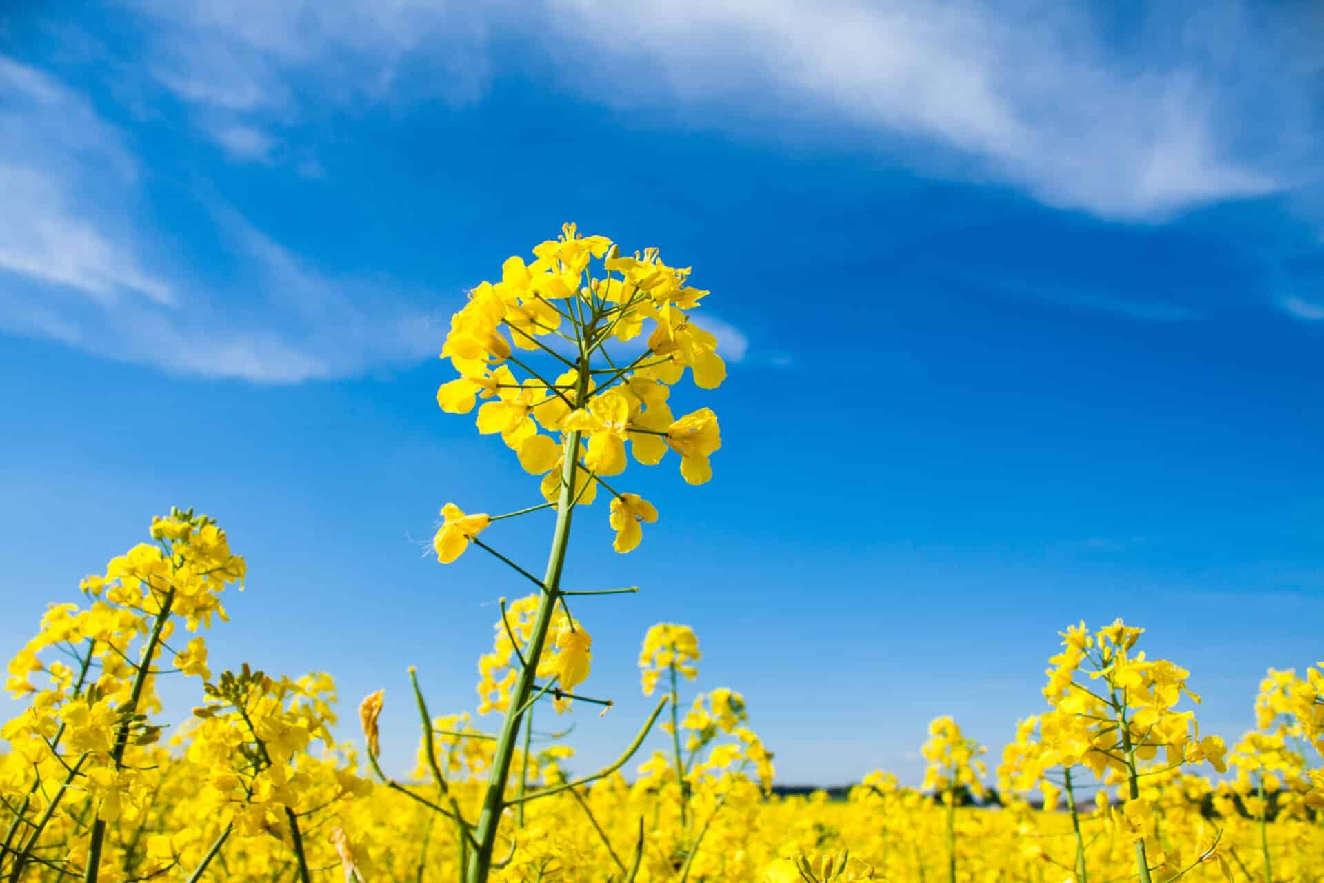 Weite Ansicht eines blühenden gelben Rapsfelds, dem dominierenden europäischen Rohstoff zur Herstellung von B100-Biodiesel (RME)